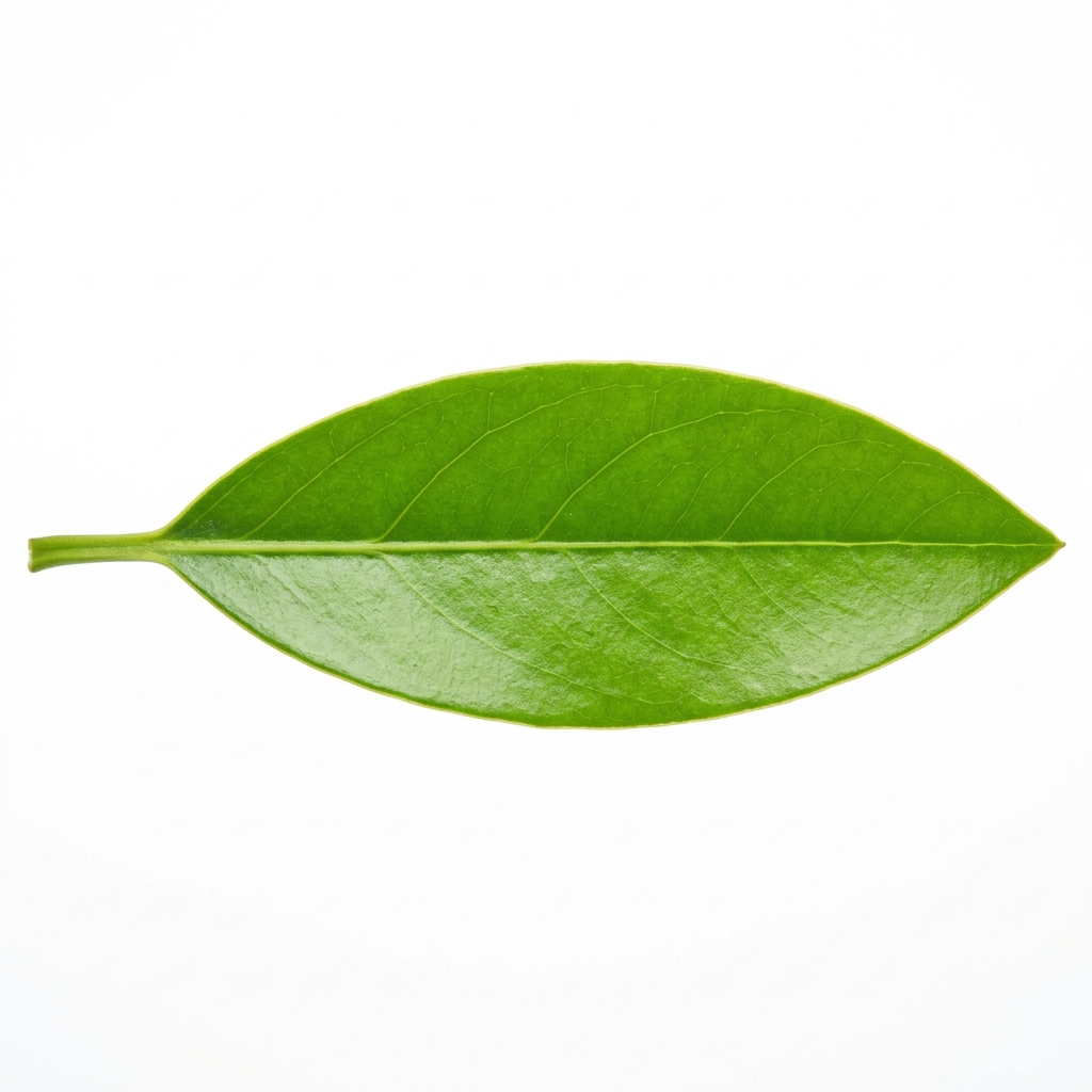 Barouni