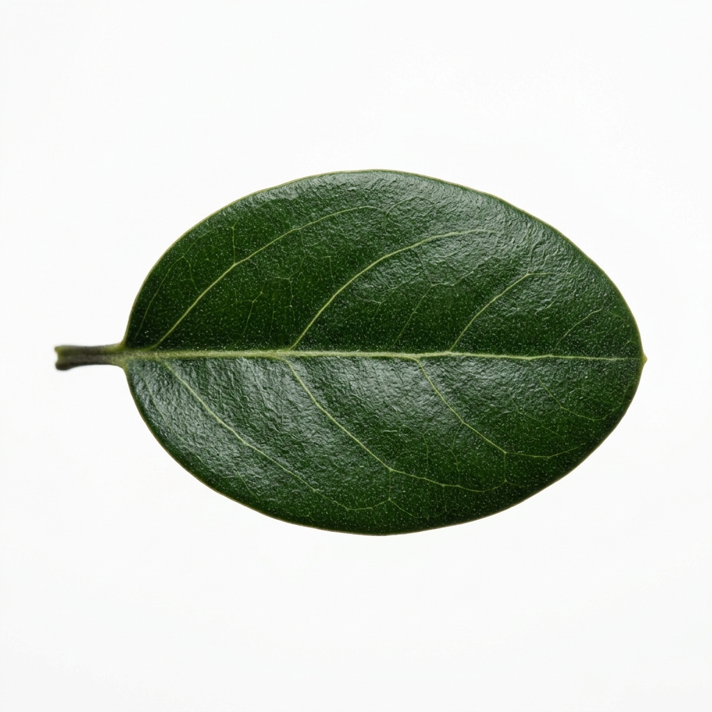 Gerboui