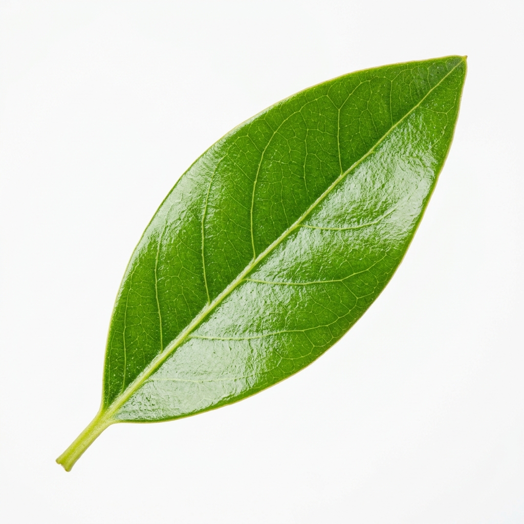 Rkhami