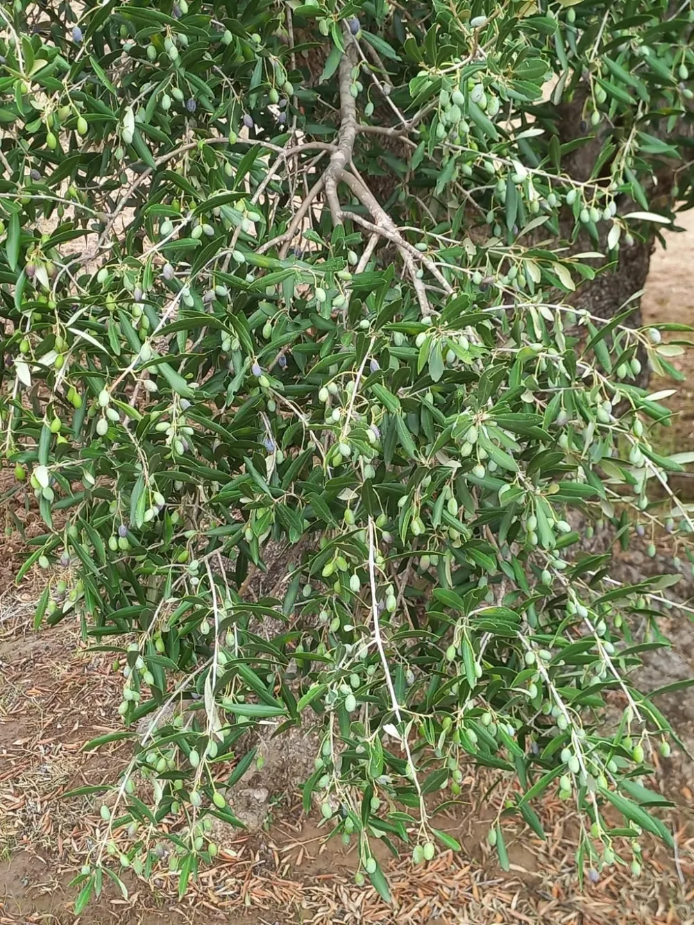 sahli